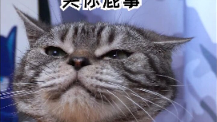 ก็ว่าไงล่ะ ความน่าเกรงขามของเรายังคงเป็นที่ยอมรับในหมู่แมวน้อยอยู่ดี!