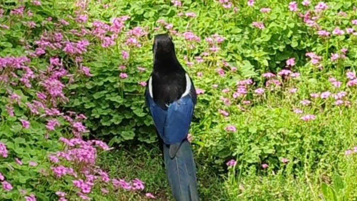 The school-uniform-clad, black-haired, straight-haired senior walks through the garden.