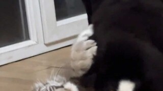 أخي سان تشيانغ، أرجوك اتركني وشأني