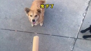 "Whose dog is so polite?"