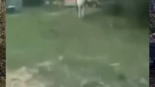 kuda: maaf buru buru ada makan soalnya