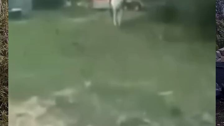 kuda: maaf buru buru ada makan soalnya