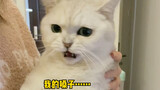 猫版：宝娟我的嗓子……