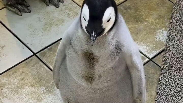Gathering penguins