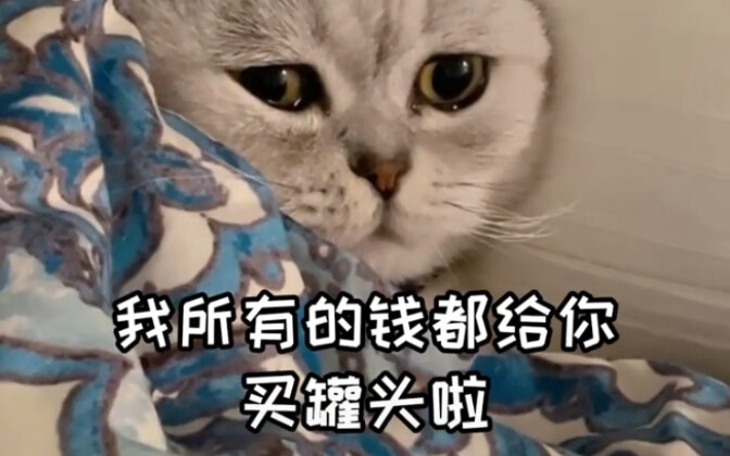 القطة تغار، عيناها ملؤهما الدمع، ولا بد من مواساتها! ⁄(⁄ ⁄ ⁄ω⁄ ⁄ ⁄)⁄