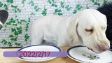[Cún cưng] Khi cún cưng cũng quen cảnh bị tranh thức ăn