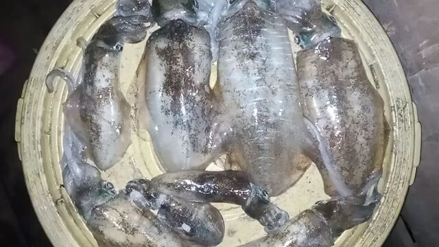 night Spearfishing Philippines/pusit lumot