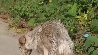 Taking care of  stray dog