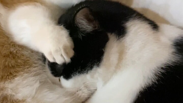 Babi Kulit: Kak Fen, kamu sudah capek tidur seharian, biar aku pijat kepalamu.