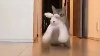 猫叼了一只兔子走来