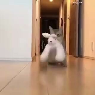 猫叼了一只兔子走来