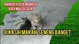 Anak Kucing Jalanan Manja Banget Sama Induknya Di Gendong Di Kira Mau Di Culik Aneh..!