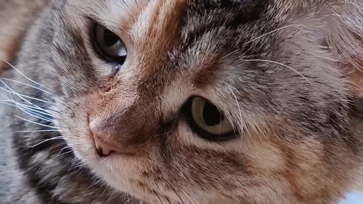 Cats look really hungry when they're hungry.