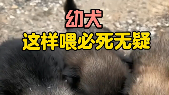 ขั้นตอนแรกเมื่อลูกสุนัขมาถึงบ้าน