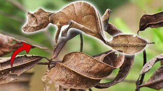 10 Con Vật Ngụy Trang Hay Hơn Cả Đặc Nhiệm Mỹ