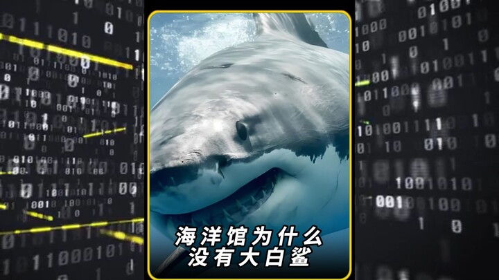 Why don’t aquariums have great white sharks?