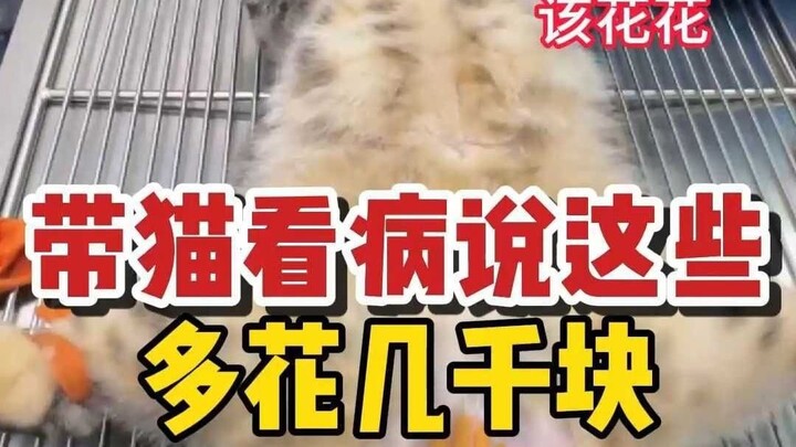 Kalau bawa kucing ke dokter pakai cara ini, siap-siap keluar biaya tambahan beberapa ribu!