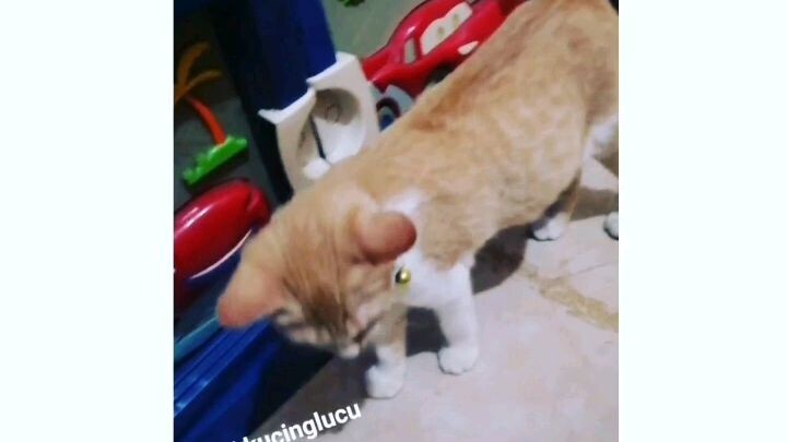 Kucinglucu ku sipi #snackvideoyohaneslaben19