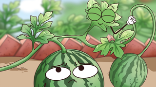 แตงโมสุกแล้วต้องรีบเก็บนะ ไม่อย่างนั้น......