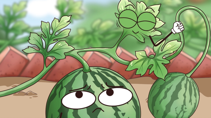 Dưa hấu chín rồi phải nhanh tay hái đi nếu không thì......