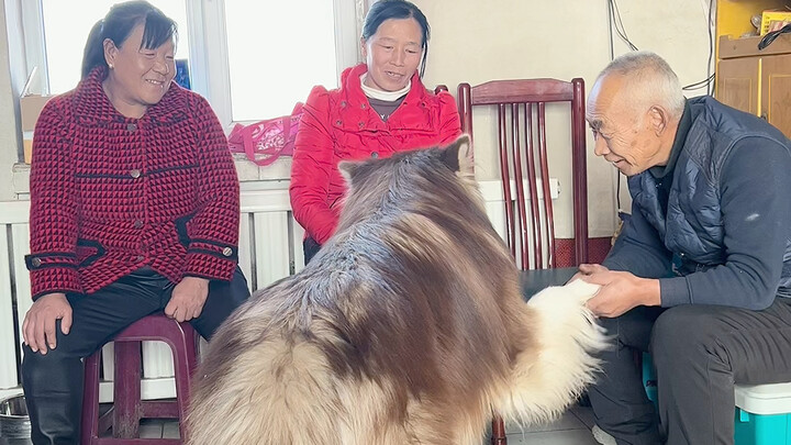 Even the dogs can’t escape performing for the elders during the New Year.