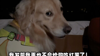 我发誓！我再也不会给我的狗吃红薯了！