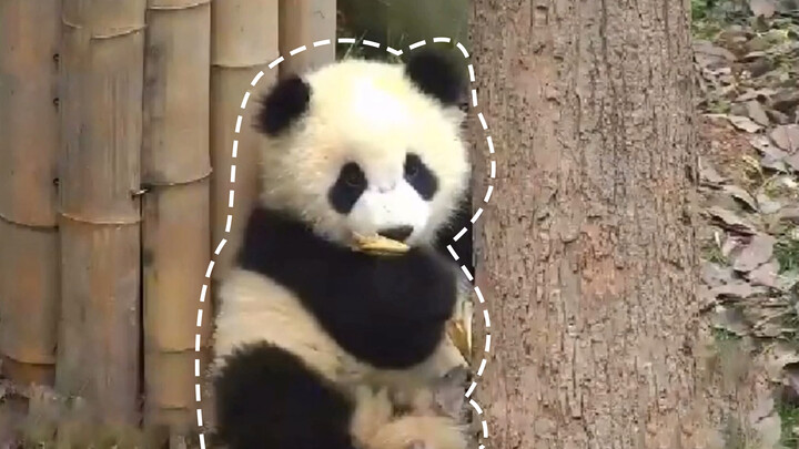 Look at this cute panda enjoying the food