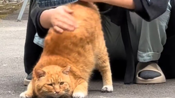 “แมวที่เข้ามหาวิทยาลัยแล้ว เค้าทำอะไรกันบ้างนะ”!!