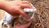 The mother cat was dying on the roadside with her two kittens