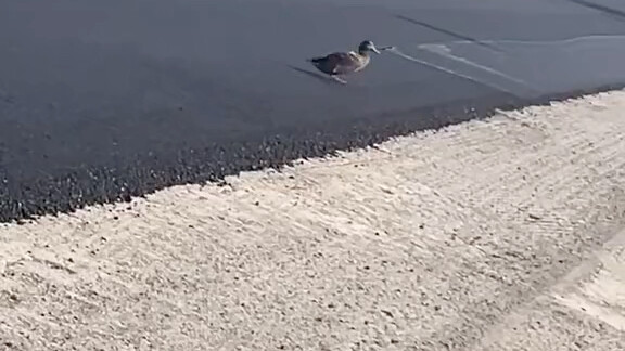Two ducks pass by the asphalt road under construction
