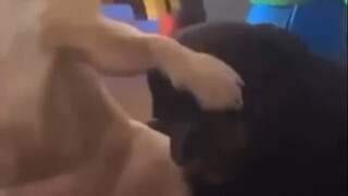 狗子: 他交给我，你继续