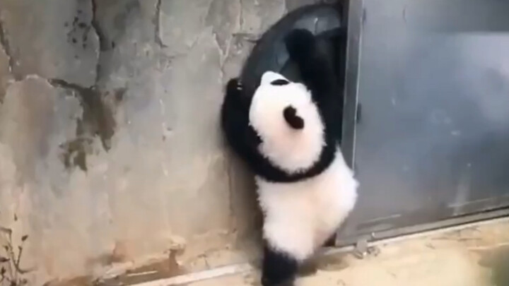 You thought this guy was just playing...? No, you’re wrong.