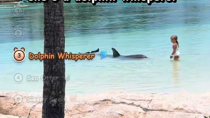 Ocean Animals That Will Blow Your Mind Seals, Otters & Dolphins