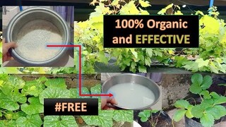 HOW TO MAKE ORGANIC FERTILIZER | HUGAS BIGAS