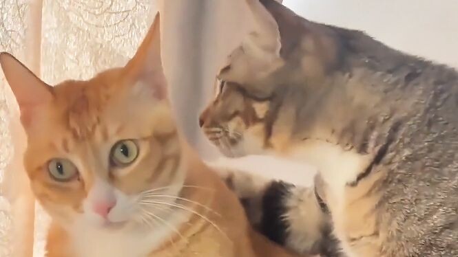 【مؤثرات صوتية للحيوانات】 في الحقيقة، لم أنم تلك الليلة أصلاً..