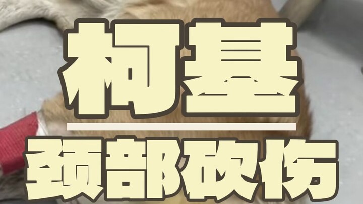 Mau nyerobot nyawa Corgi cuma karena potong lehernya? Jangan harap!