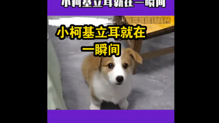 The little Corgi's ears stand up in an instant, it's really cute