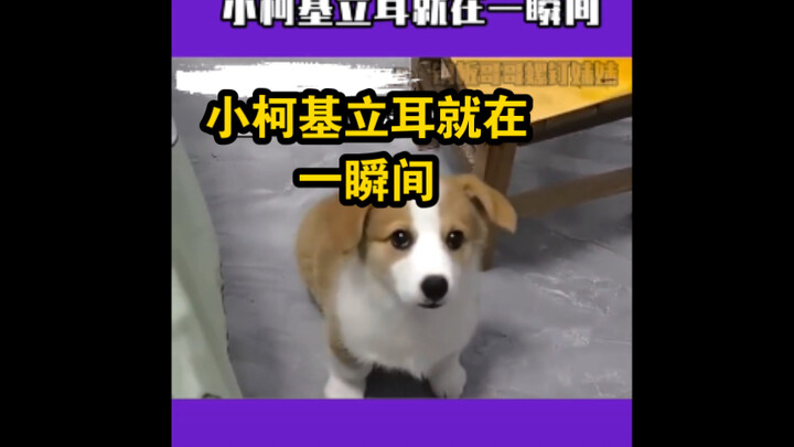 The little Corgi's ears stand up in an instant, it's really cute