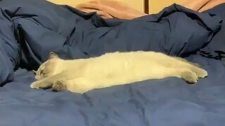 Mèo Trì Hoãn