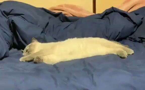 延迟猫