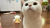 Cat: Wait patiently for a duck to grow up