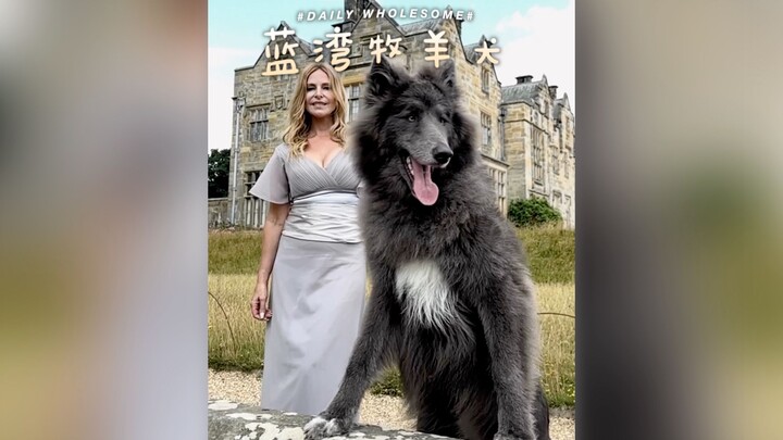 Về chó chăn cừu Vịnh Xanh, những điều bạn cần biết...