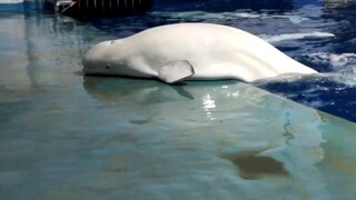 Lumba-lumba "terdampar" ke paus beluga