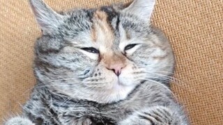 Mimi, kamu tidur saja, aku main sendiri! Hehe～