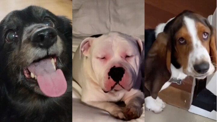 🦮🐕‍🦺🐩🐕 “เครื่องเล่นของเจ้าตูบตัวหนึ่ง” ตอนที่ 3