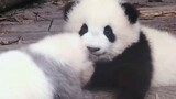 收藏最爱的两个镜头：熊猫朵朵最好吃