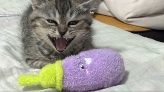 Wake up and see new toys