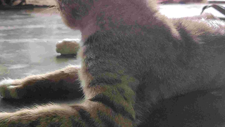 Kucing