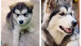 How much can an Alaskan malamute change in a year?