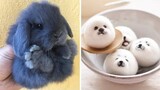 AWW SO CUTE! Cutest baby animals Videos Compilation Cute moment of the Animals - Cutest Animals #62